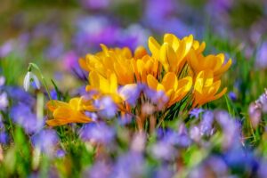 Krokus im Frühling