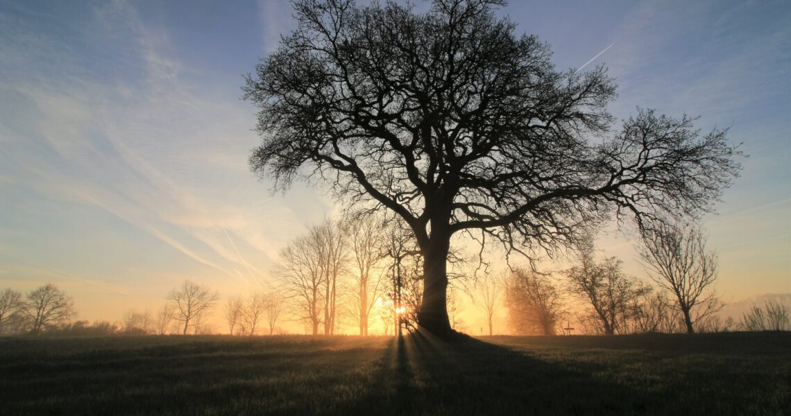 Sonnenstrahlen und Baum